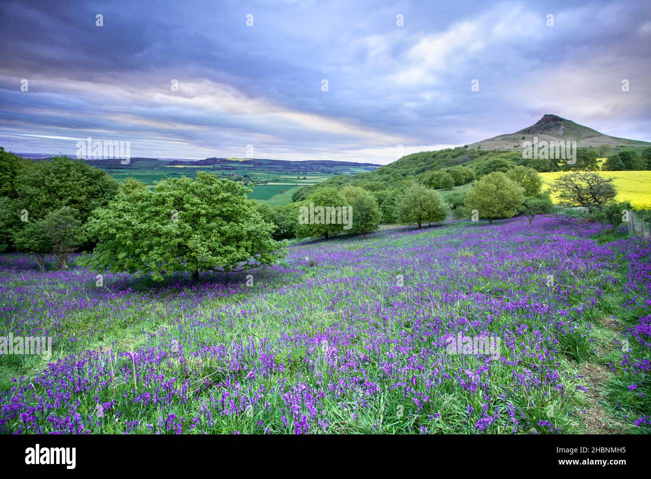 Bluebells in Newton Wood mit Roseberry Topping im Hintergrund Stockfoto
