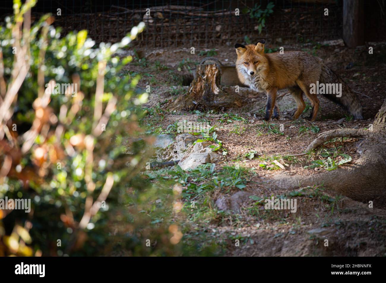 Rot wilden iberischen Fuchs ruhig auf einem grünen Wald Hintergrund auf einer Landschaft Stockfoto