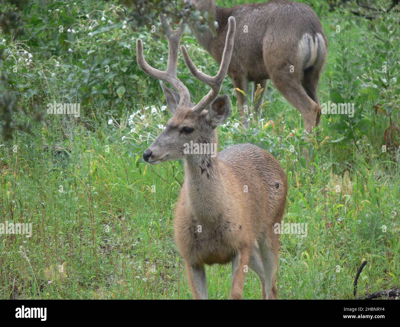 Ein energischer junger Buck mit hellbraunem Fell. Stockfoto