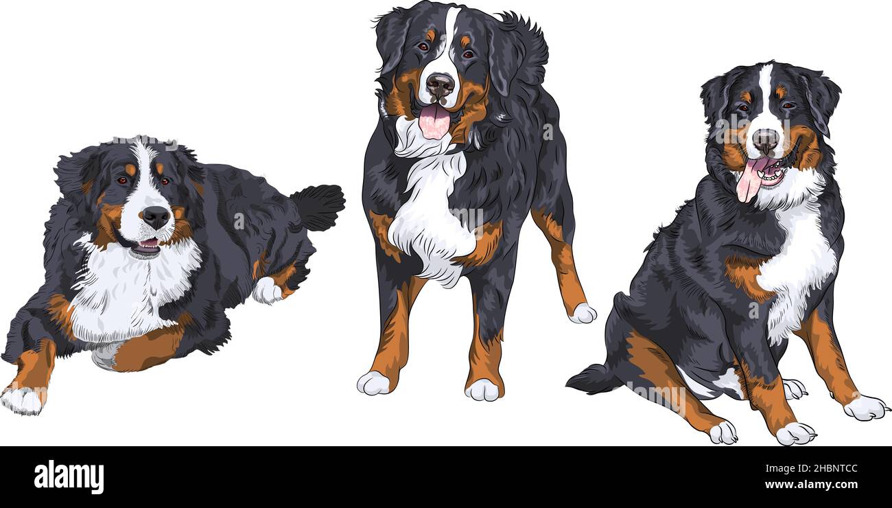 Ein Satz von drei Hunden züchtet Berner Berghund stehend, sitzend und liegend Stock Vektor