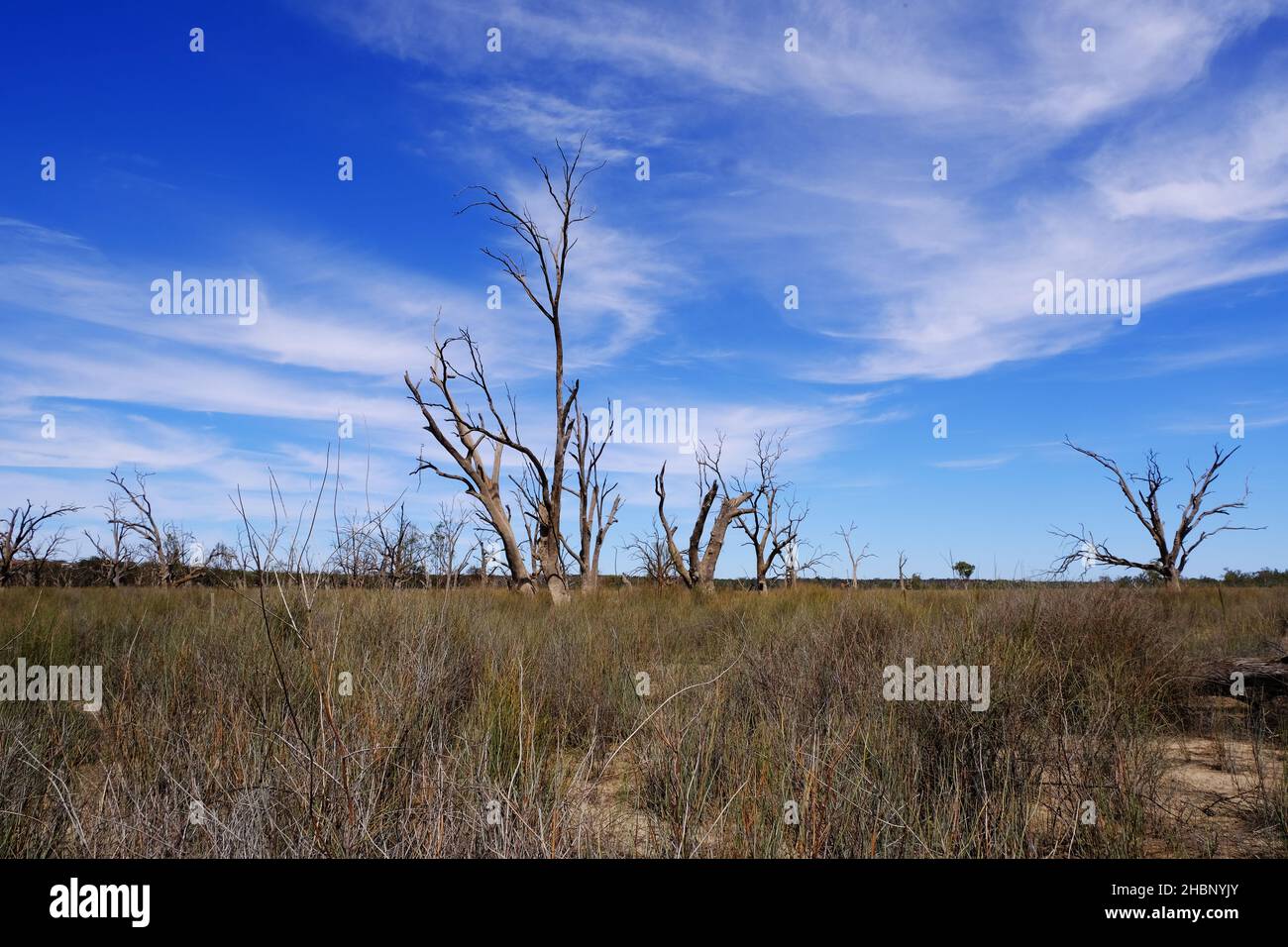Tote Bäume in der Nähe des Flusses Murray in Overland Corner in der Riverland-Region von Südaustralien Stockfoto