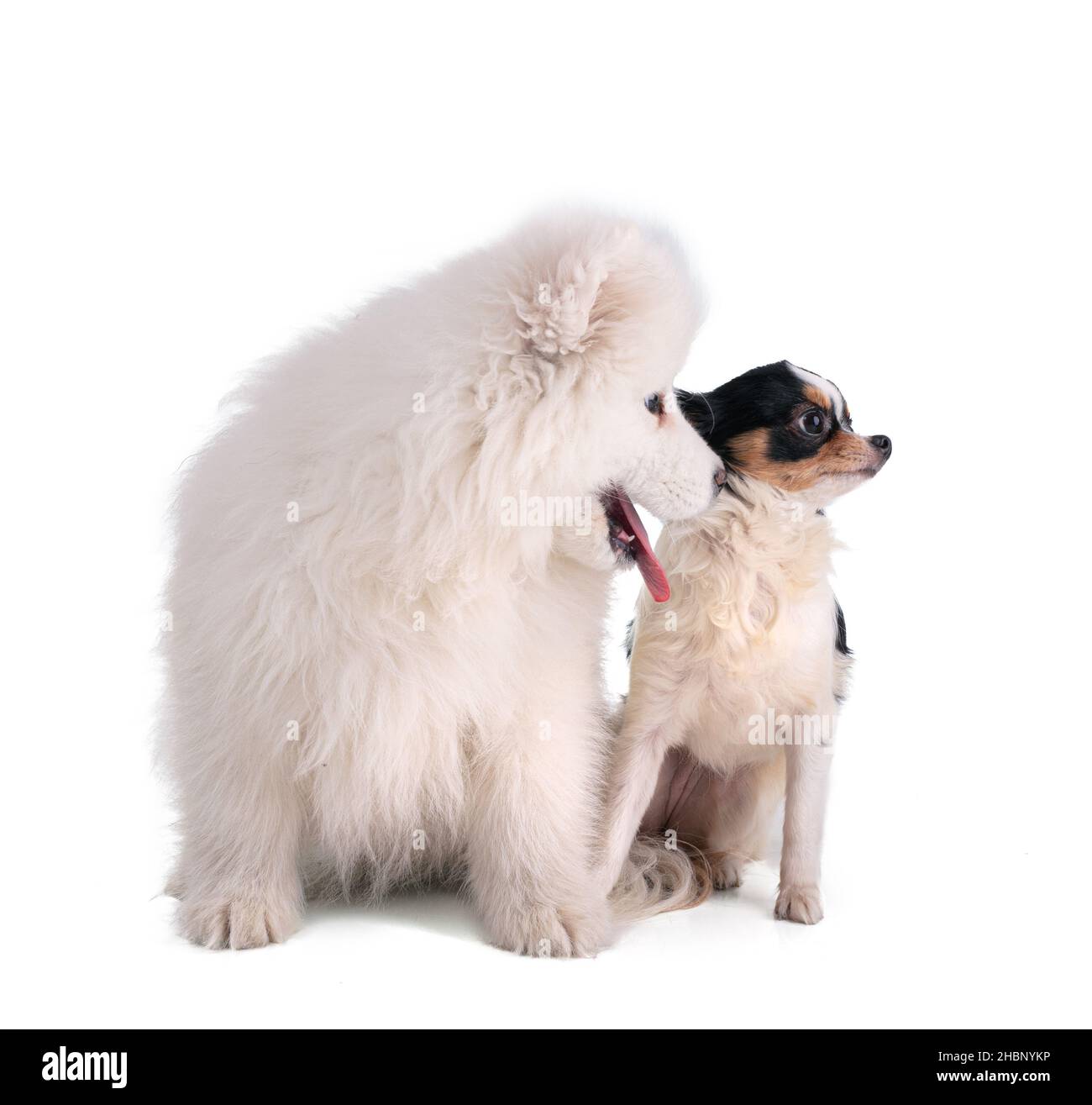 Portraits eines smaoyed Welpen und chihuahua auf einem weißen Hintergrund Stockfoto