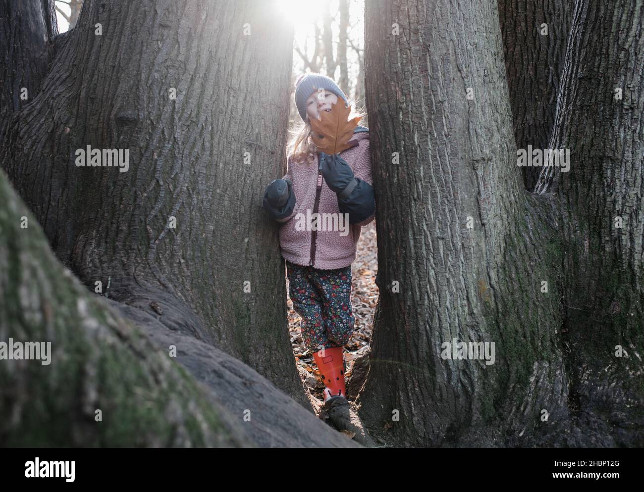 Kind spielt in den Bäumen mit Blättern im goldenen Licht Stockfoto