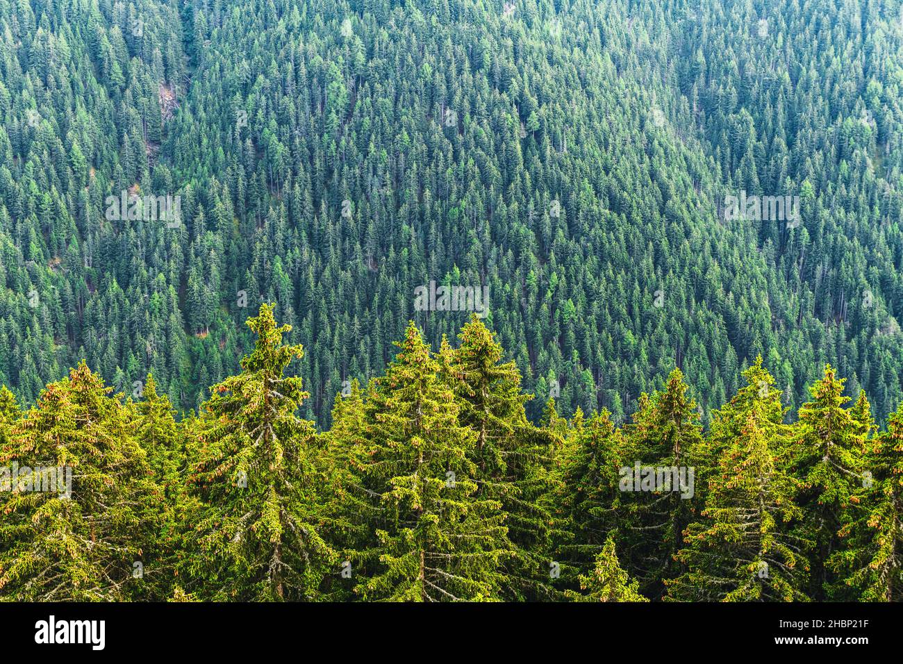 Forestis Dolomites, ein italienisches Luxushotel Stockfoto