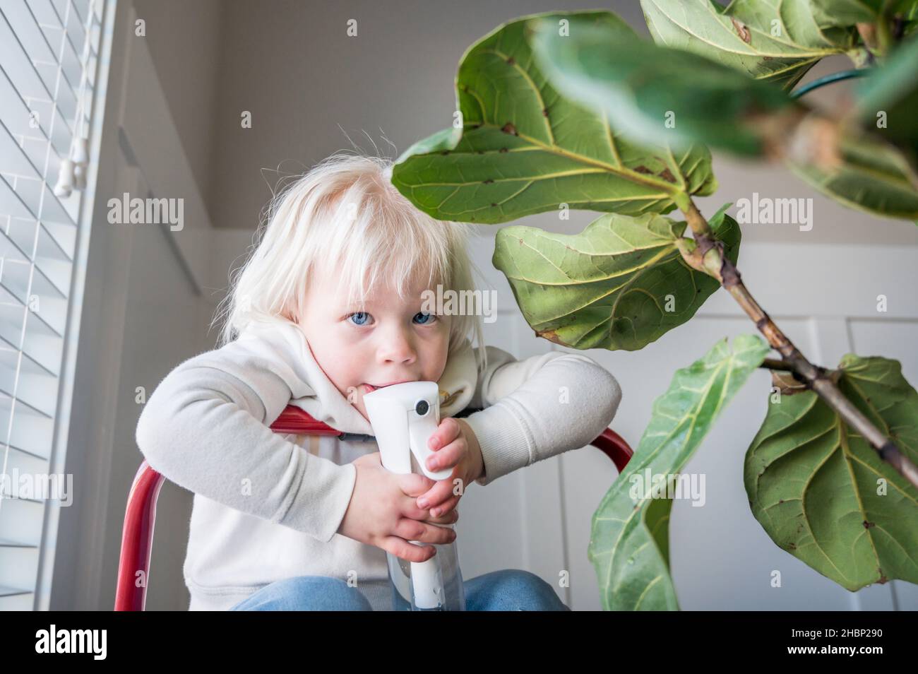 Mädchen hält Wassersprüher neben Geige Blatt Feigenpflanze Stockfoto