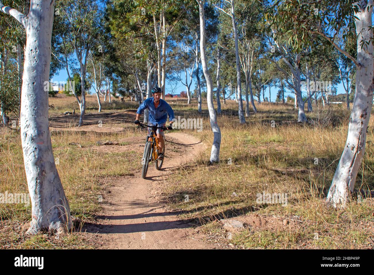 Mountainbiken auf dem spröden Zahnfleischpfad in Stromlo Stockfoto