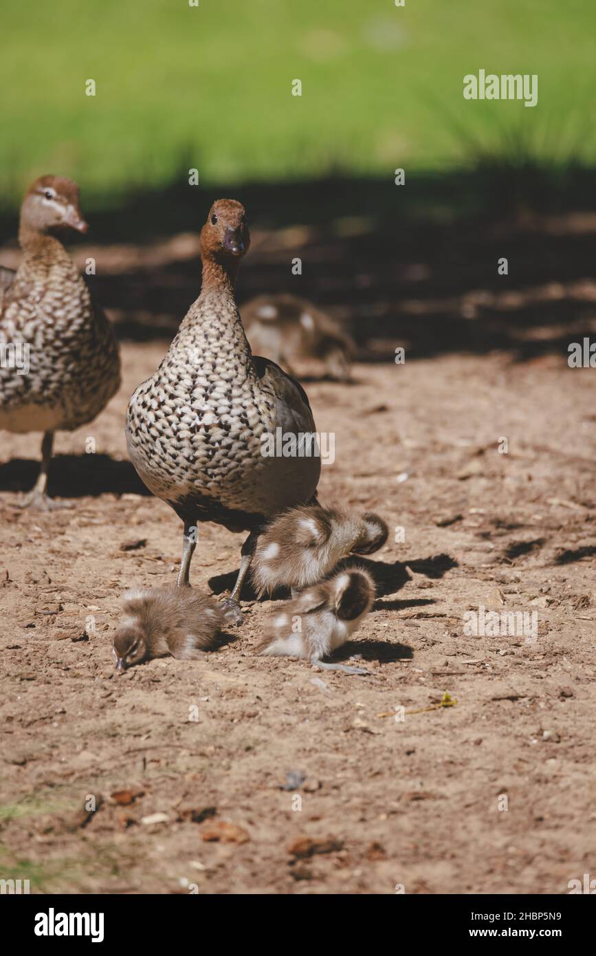 Entenfamilie an einem See in Mittagong Stockfoto