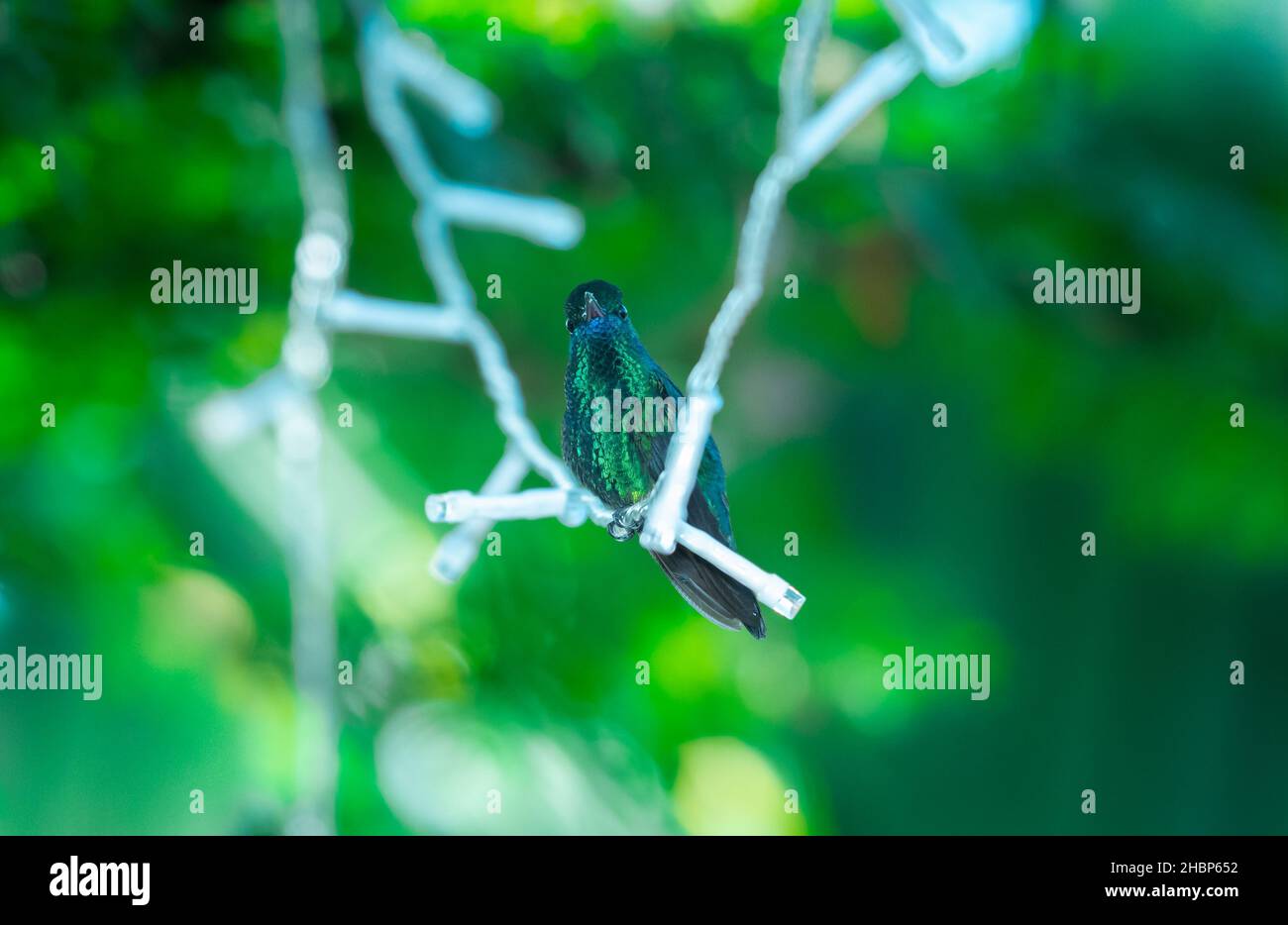 Ein kleiner Blaukinn-Saphir-Kolibri, Chlorestes notata, der in kühlem grünem Licht an Weihnachtslichtern feststeht. Stockfoto