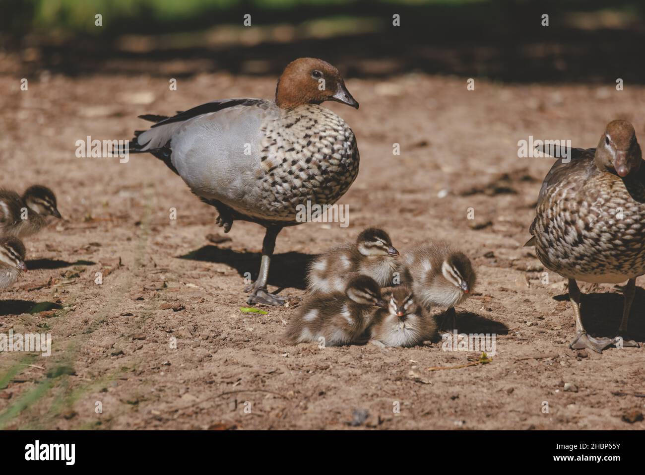 Entenfamilie an einem See in Mittagong Stockfoto