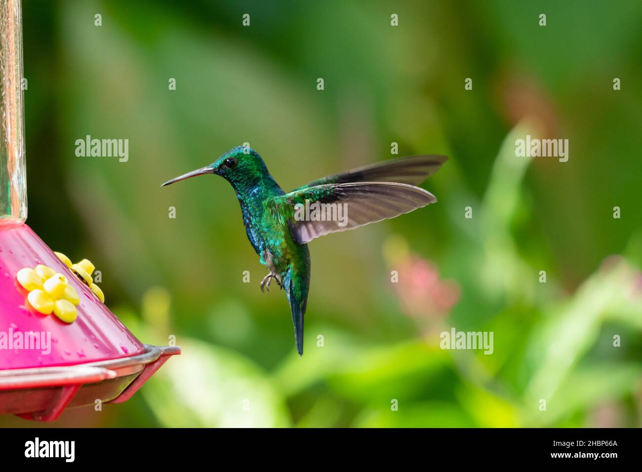 Schillernder Saphir-Kolibri, Chlorestes Notata, schwebt an einem Kolibri-Futterhäuschen in einem Garten mit verschwommenen Blumen im Hintergrund. Stockfoto