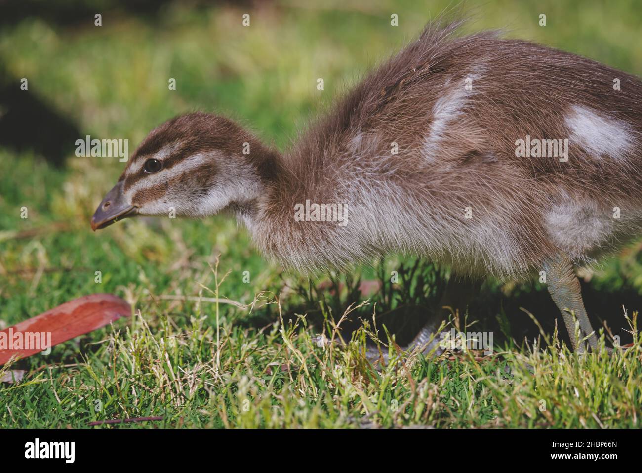 Entenfamilie an einem See in Mittagong Stockfoto