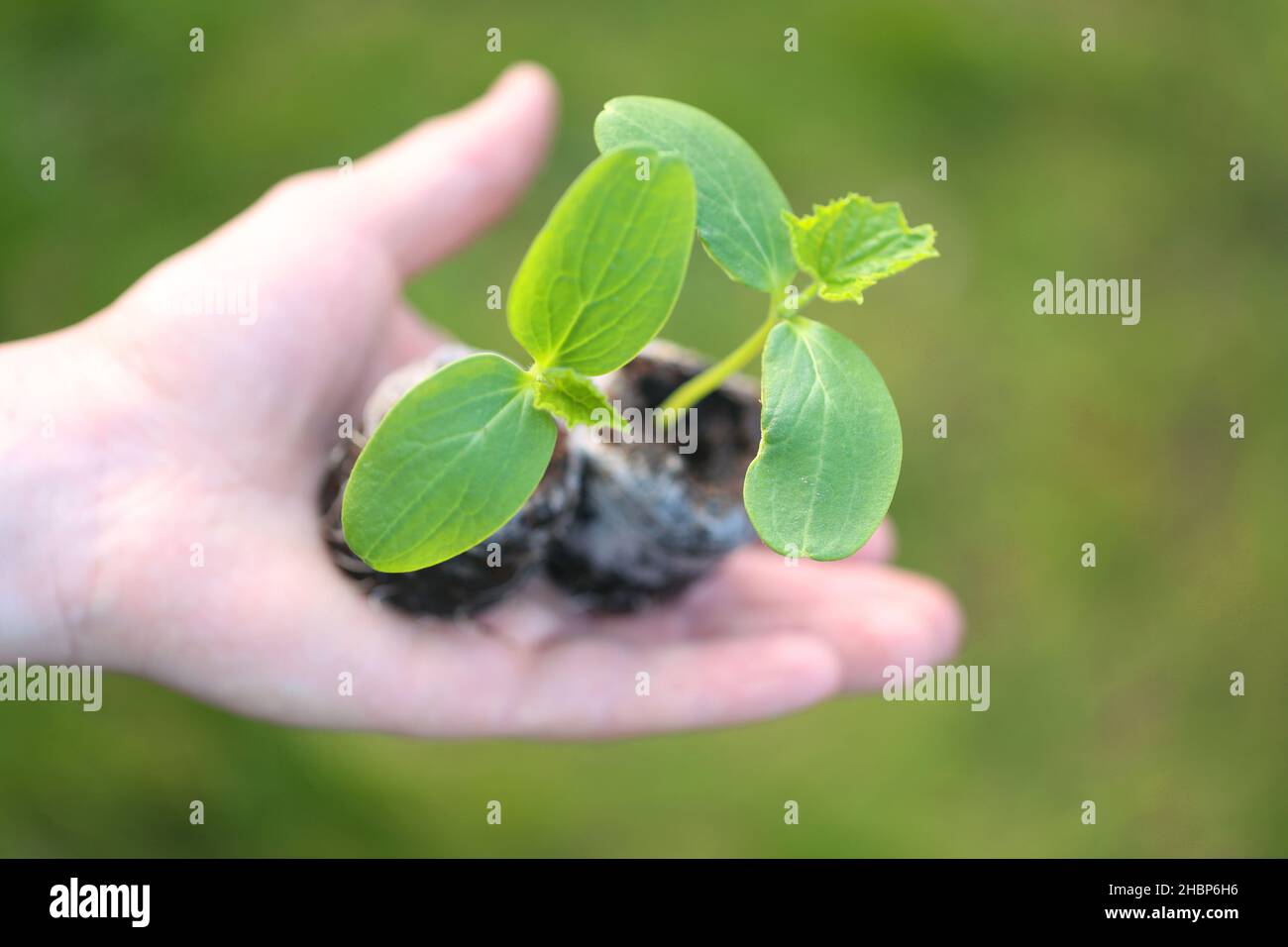 Grüne Sämlinge in der Hand.Sämlinge und Pflanzung. Frühjahrsarbeit im Garten.Frühjahrspflanzenanbau.Anbau von Bio-Gemüse im Garten Stockfoto