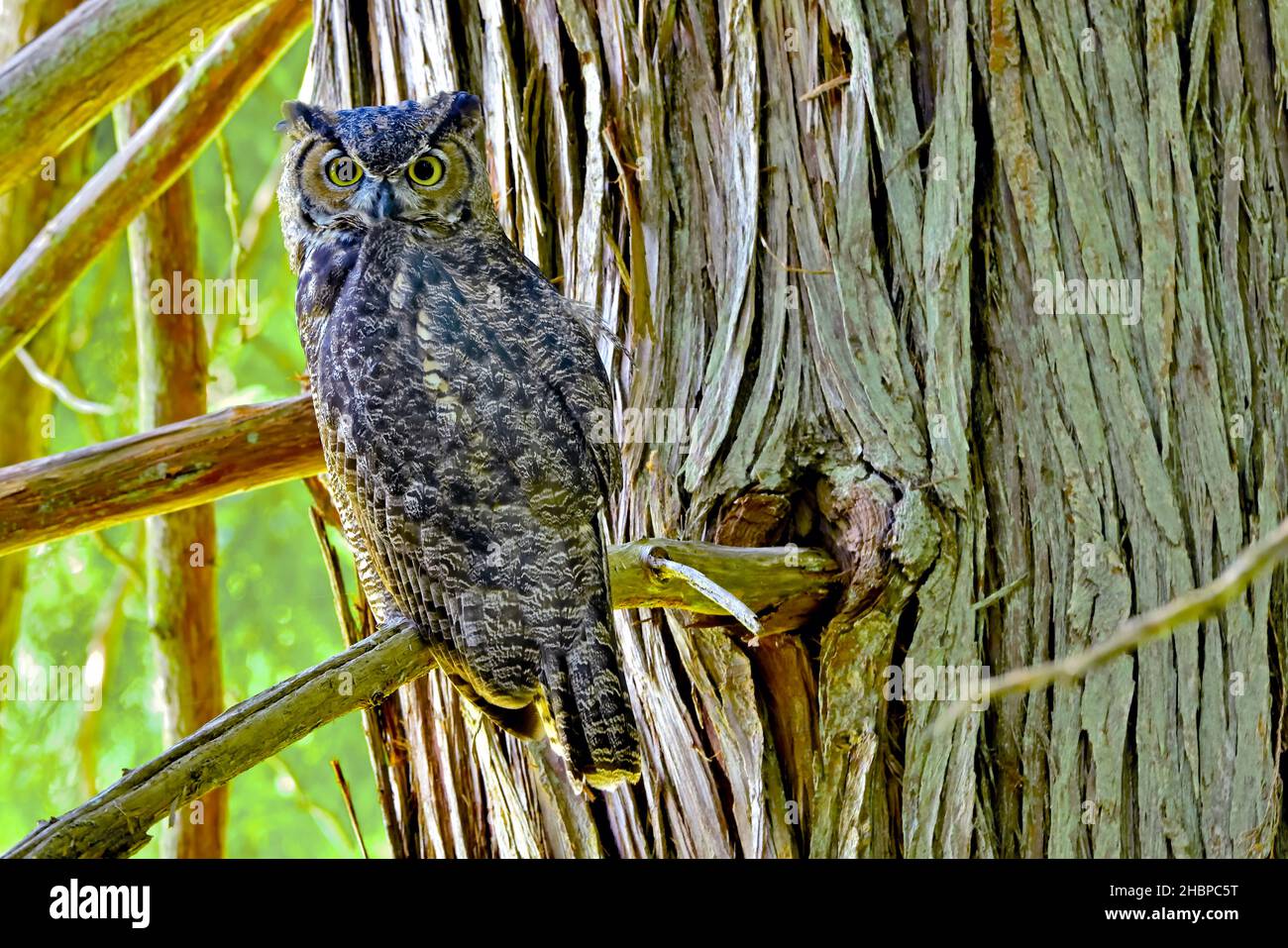 Eine wilde Großgehörnte Eule (Bubo virginianus), die auf einem Zedernbaum-Zweig in den dichten Wäldern von Vancouver Island, British Columbia, Kanada, thront. Stockfoto