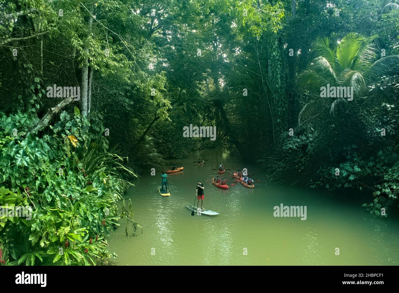Kajakfahren und Stehpaddeln im Dschungel, Puerto Viejo, Costa Rica Stockfoto