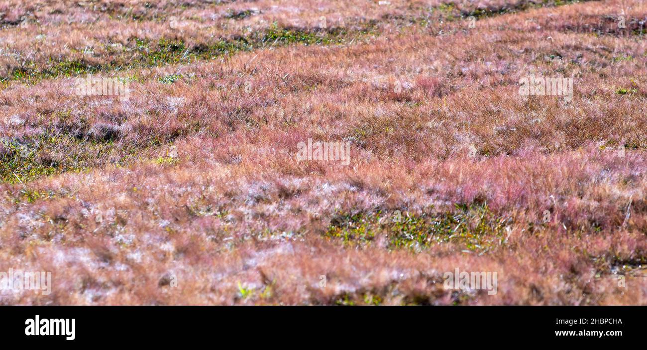 Rosa Gras am Morgen, wenn der Tau auf den Grassamen, um den Schnee in der Sonne glitzern zu schaffen, ist schön Stockfoto