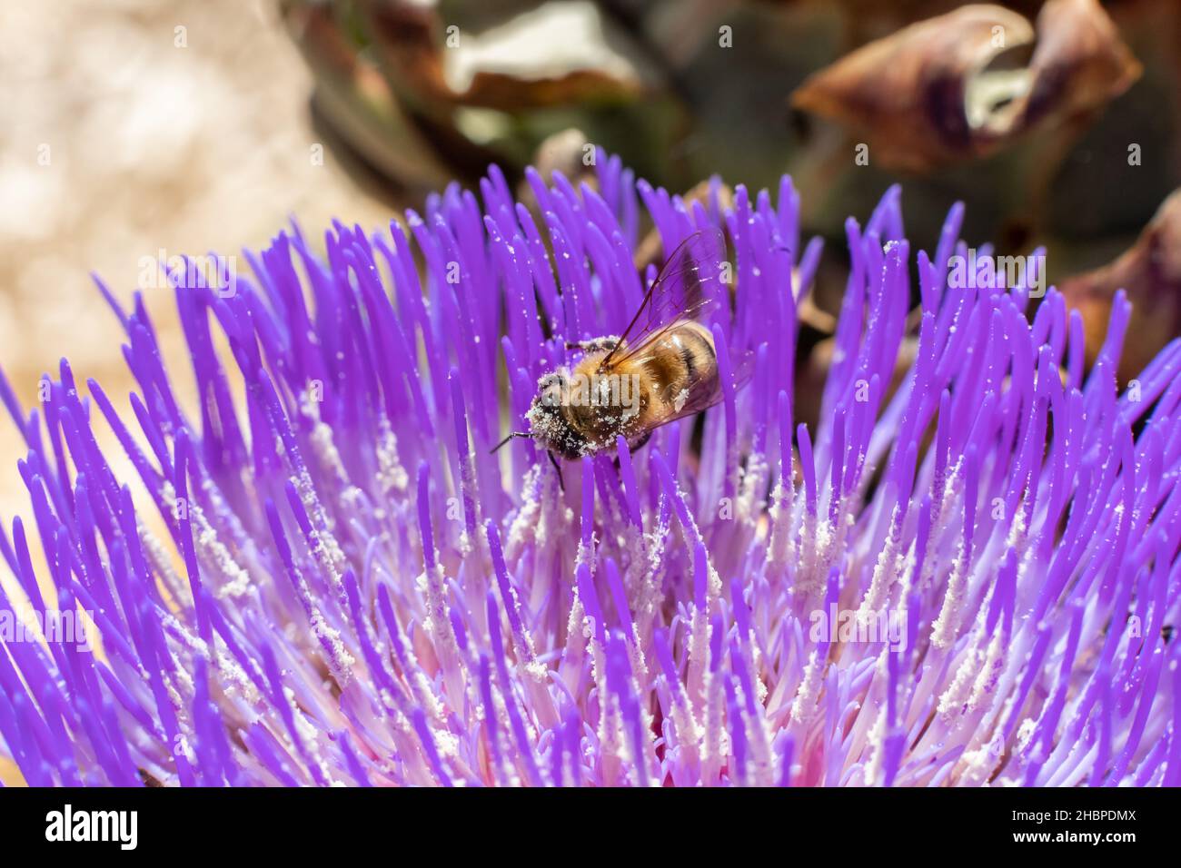 Eine Honigbiene bestäubt eine violette Artischockenblume. Stockfoto