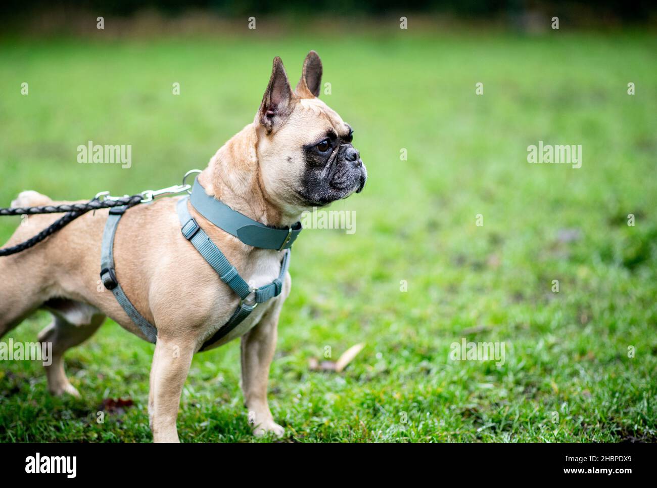 Oldenburg, Deutschland. 16th Dez 2021. Der Hund 'Bosco', eine französische Bulldogge, steht auf einer Wiese im Oldenburger Tierheim. Tiere eignen sich nicht als spontanes Weihnachtsgeschenk - Tierschutzorganisationen weisen darauf hin. Einige Tierheime schließen daher vor den Ferien ihre Türen für Interessenten. Quelle: Hauke-Christian Dittrich/dpa/Alamy Live News Stockfoto