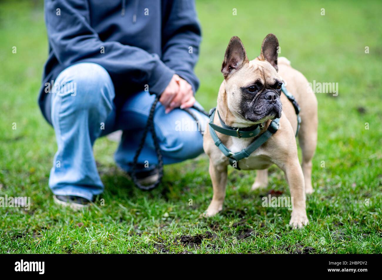 Oldenburg, Deutschland. 16th Dez 2021. Der Hund 'Bosco', eine französische Bulldogge, wird von einem Mitarbeiter im Tierheim Oldenburg betreut. Tiere eignen sich nicht als spontanes Weihnachtsgeschenk - Tierschutzorganisationen weisen darauf hin. Einige Tierheime schließen daher vor den Ferien ihre Türen für Interessenten. Quelle: Hauke-Christian Dittrich/dpa/Alamy Live News Stockfoto