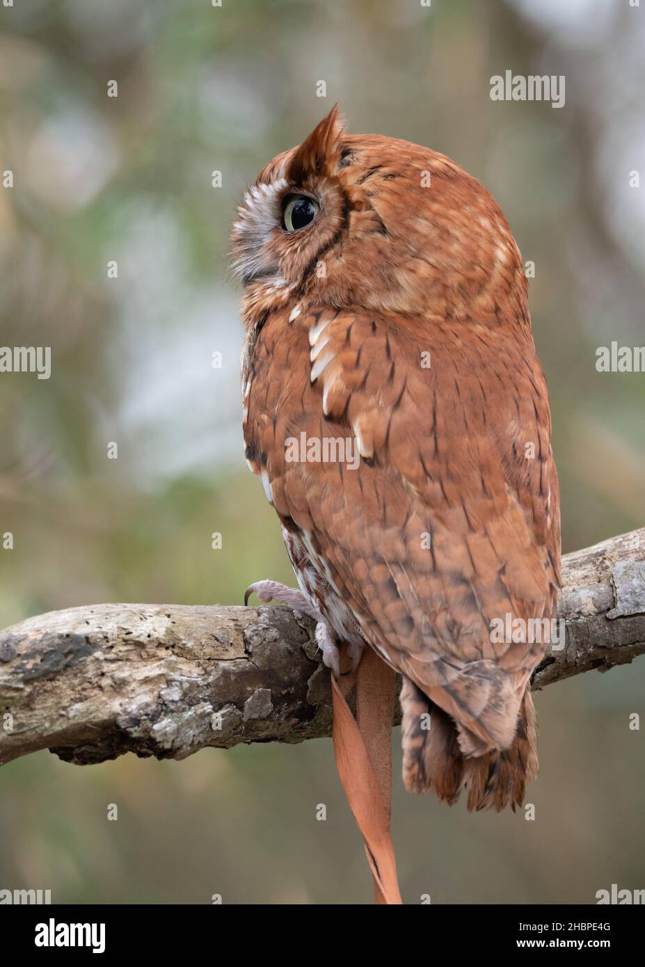Red Morph Eastern Screech Owl wurde an einen Zweig gebunden und im Profil im Houston Audubon Raptor Center in Houston, Texas, fotografiert. Stockfoto