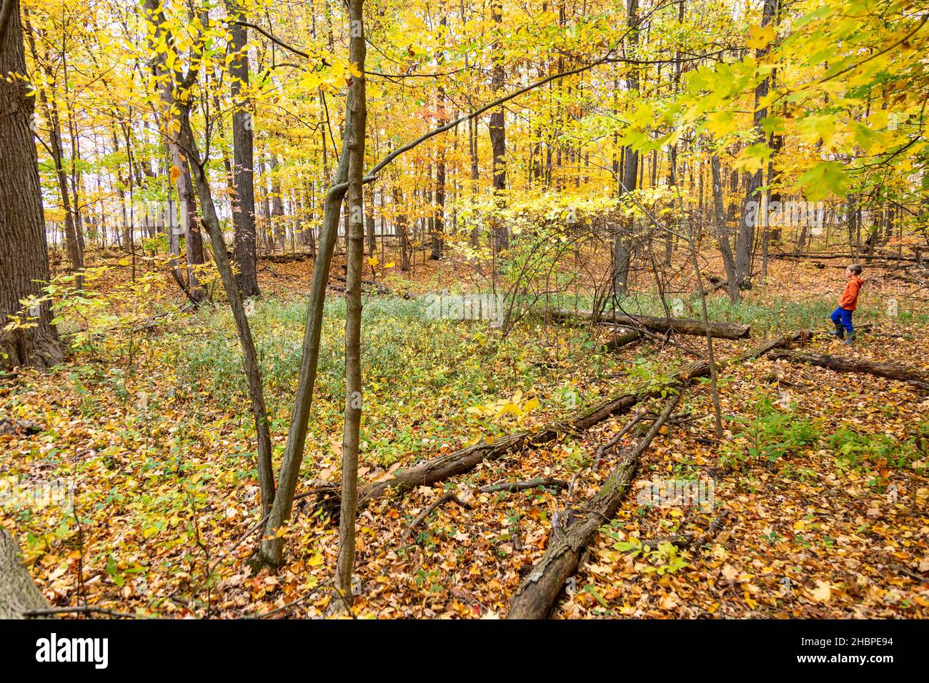 Ein kleiner Junge erkundet im Herbst die Wälder im DeKalb County, Indiana. Stockfoto