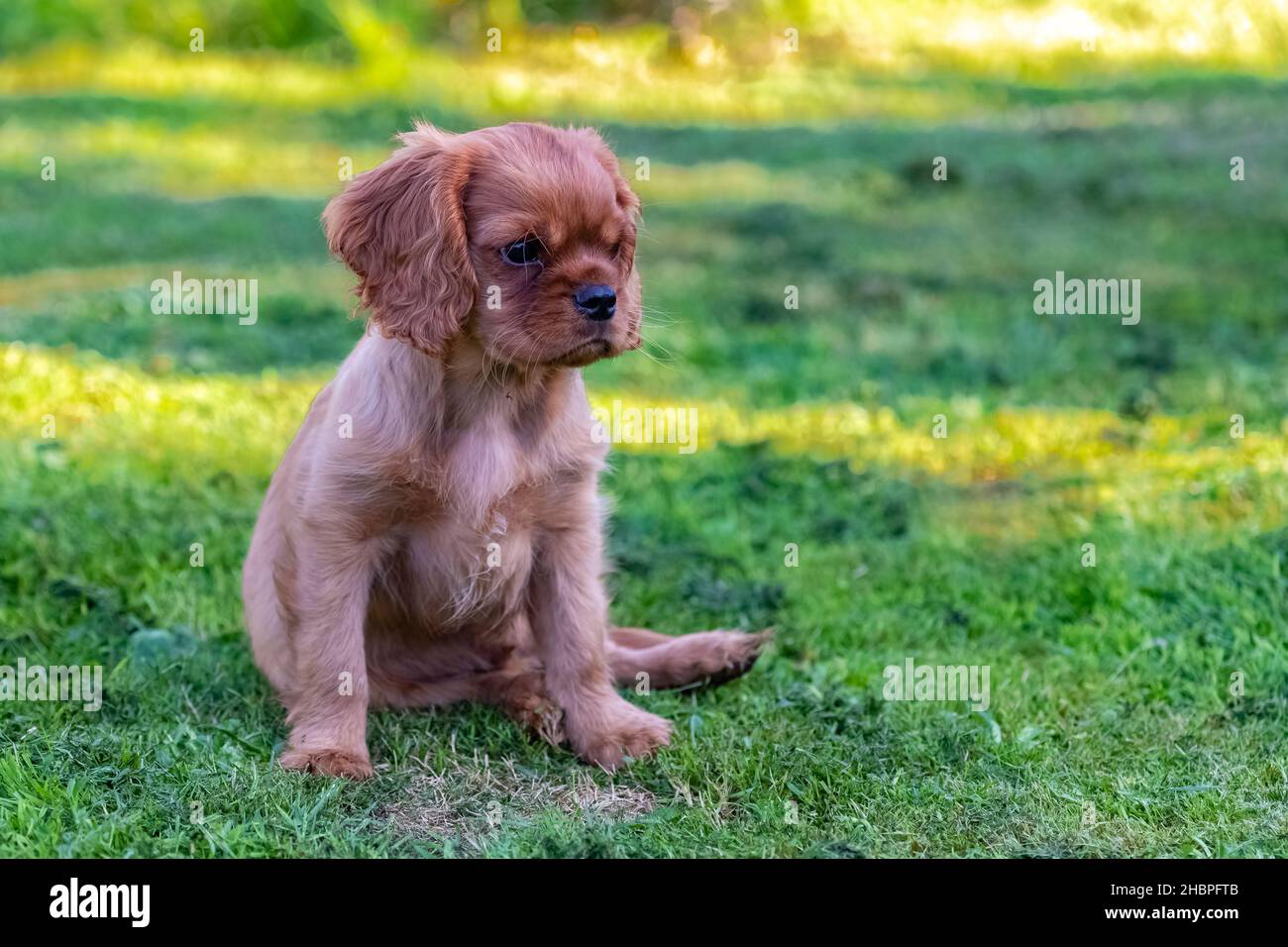 Ein Hund Kavalier König charles, ein niedlicher Welpe sitzt im Garten Stockfoto