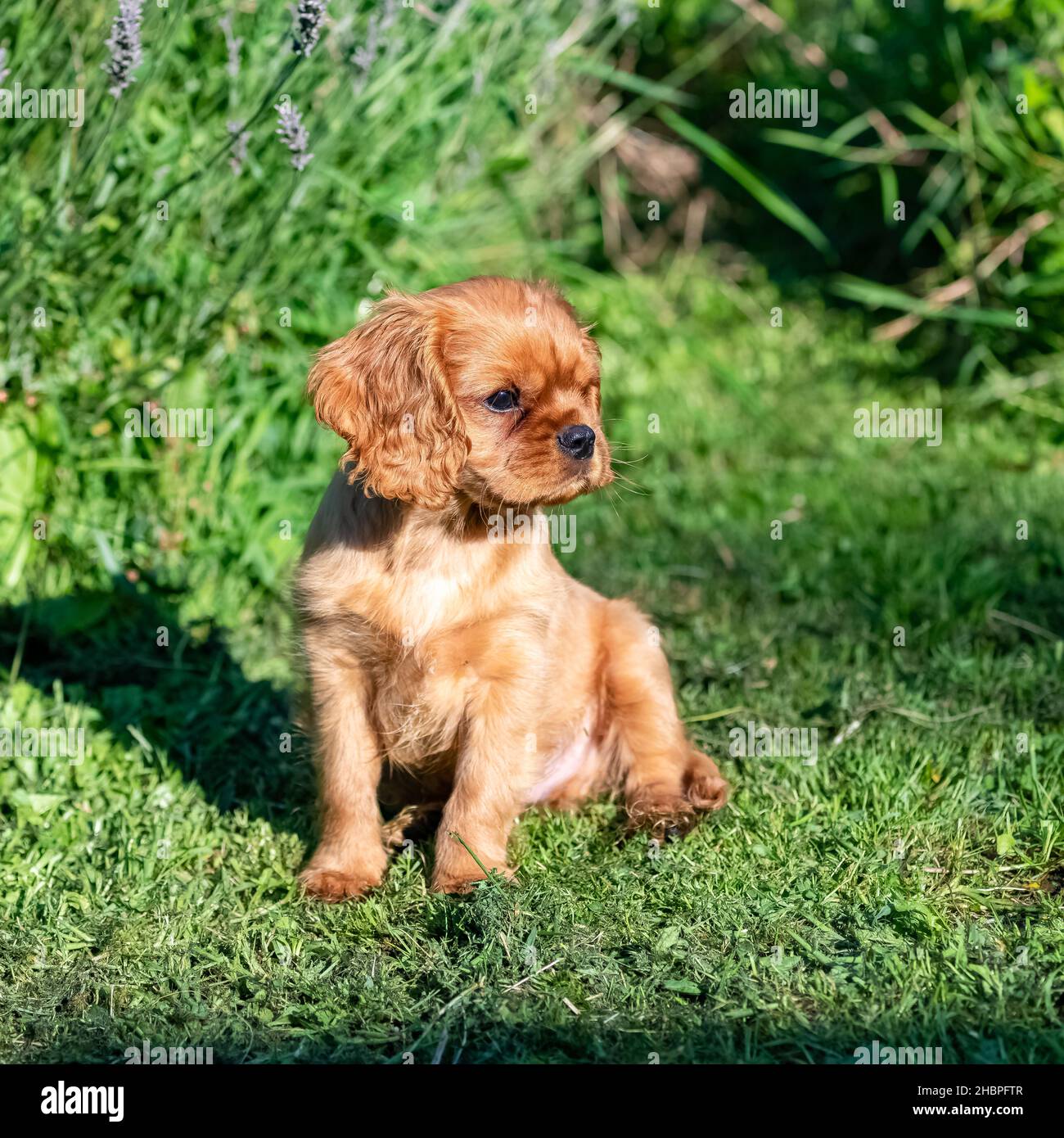 Ein Hund Kavalier König charles, ein niedlicher Welpe sitzt im Garten Stockfoto