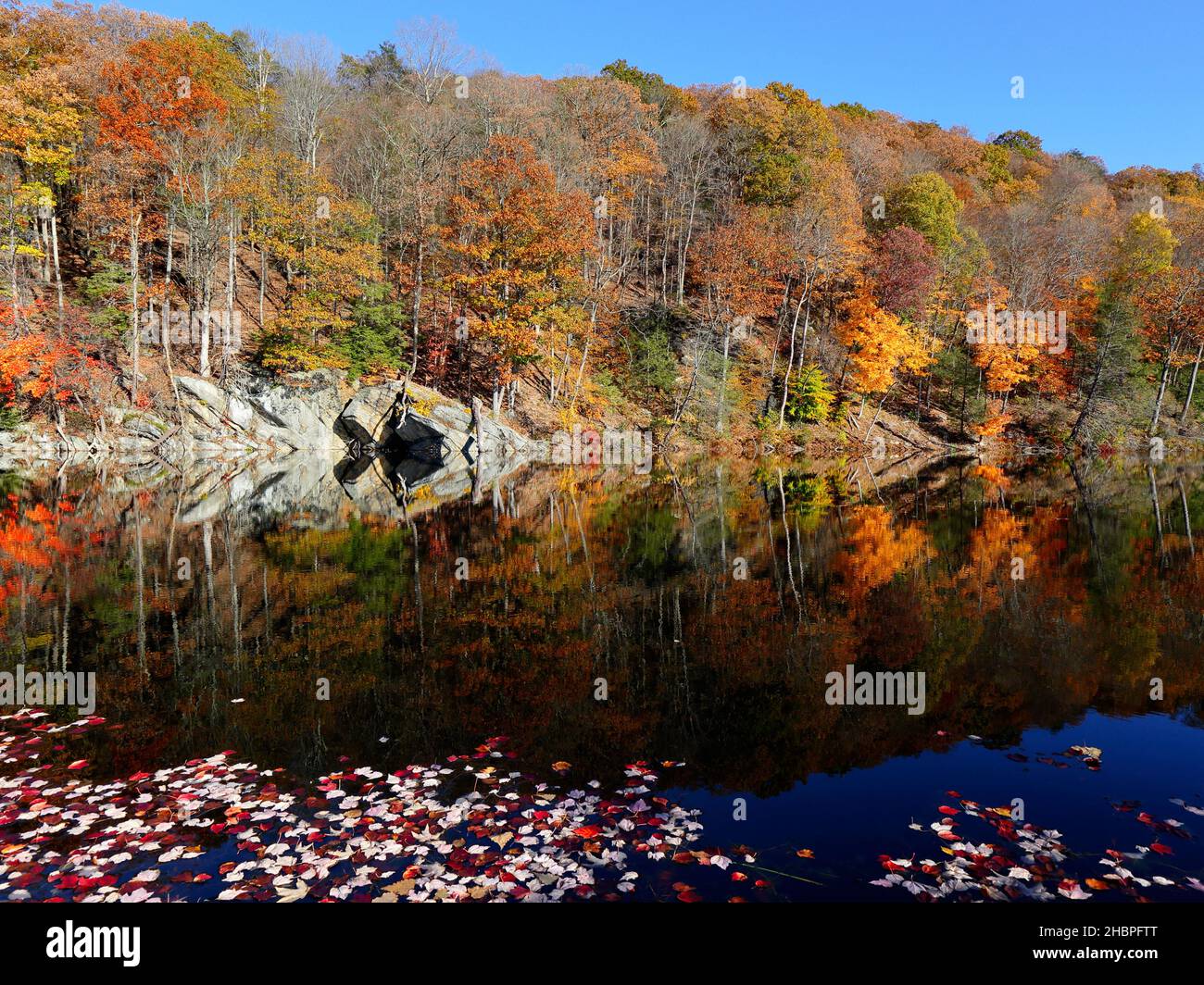 Herbstbäume, die sich vom „Ice Pond“-See in der Nähe von Brewster im Putnam County im Bundesstaat New York spiegeln Stockfoto