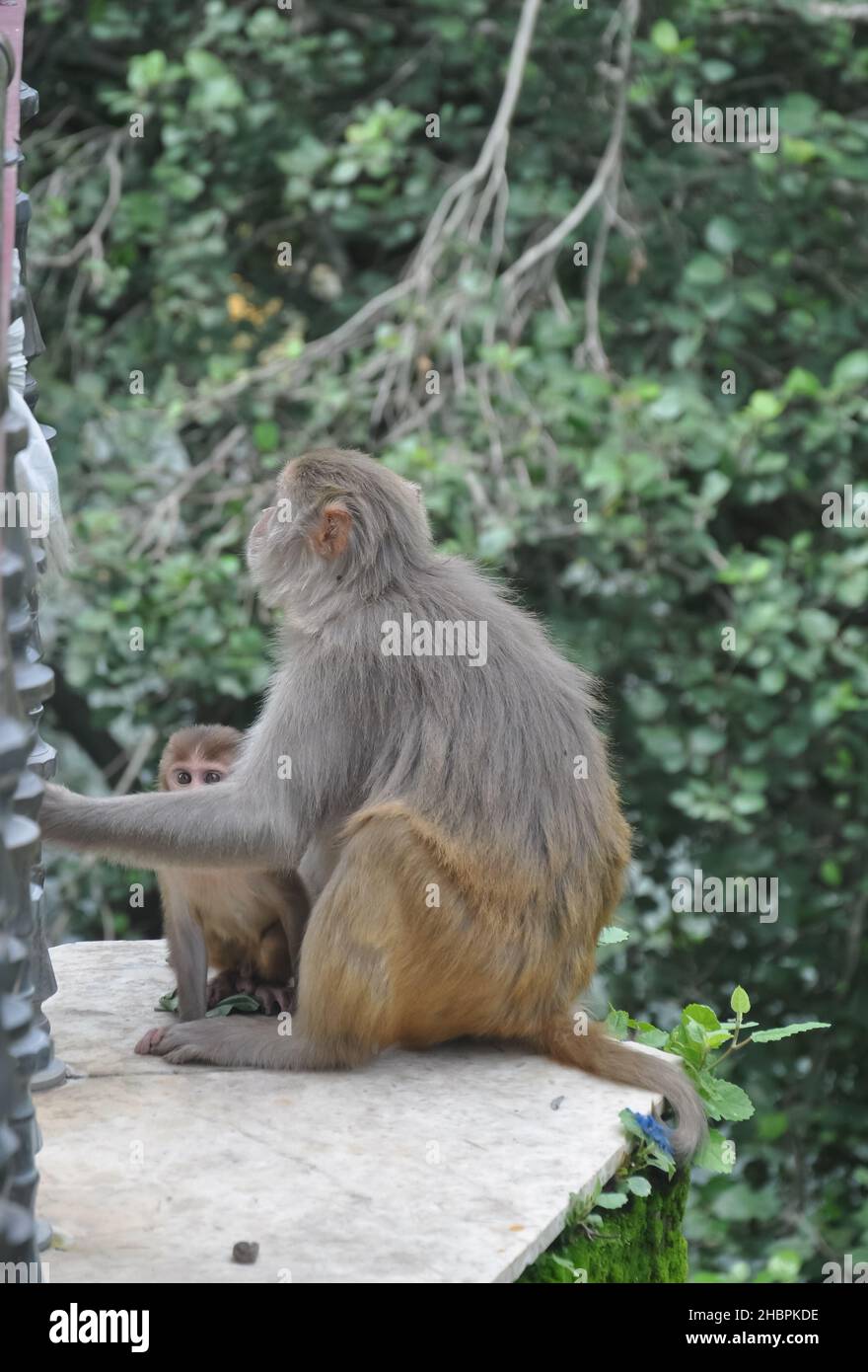 Eine Affenweibchen mit ihrem Baby, das draußen im Park sitzt Stockfoto