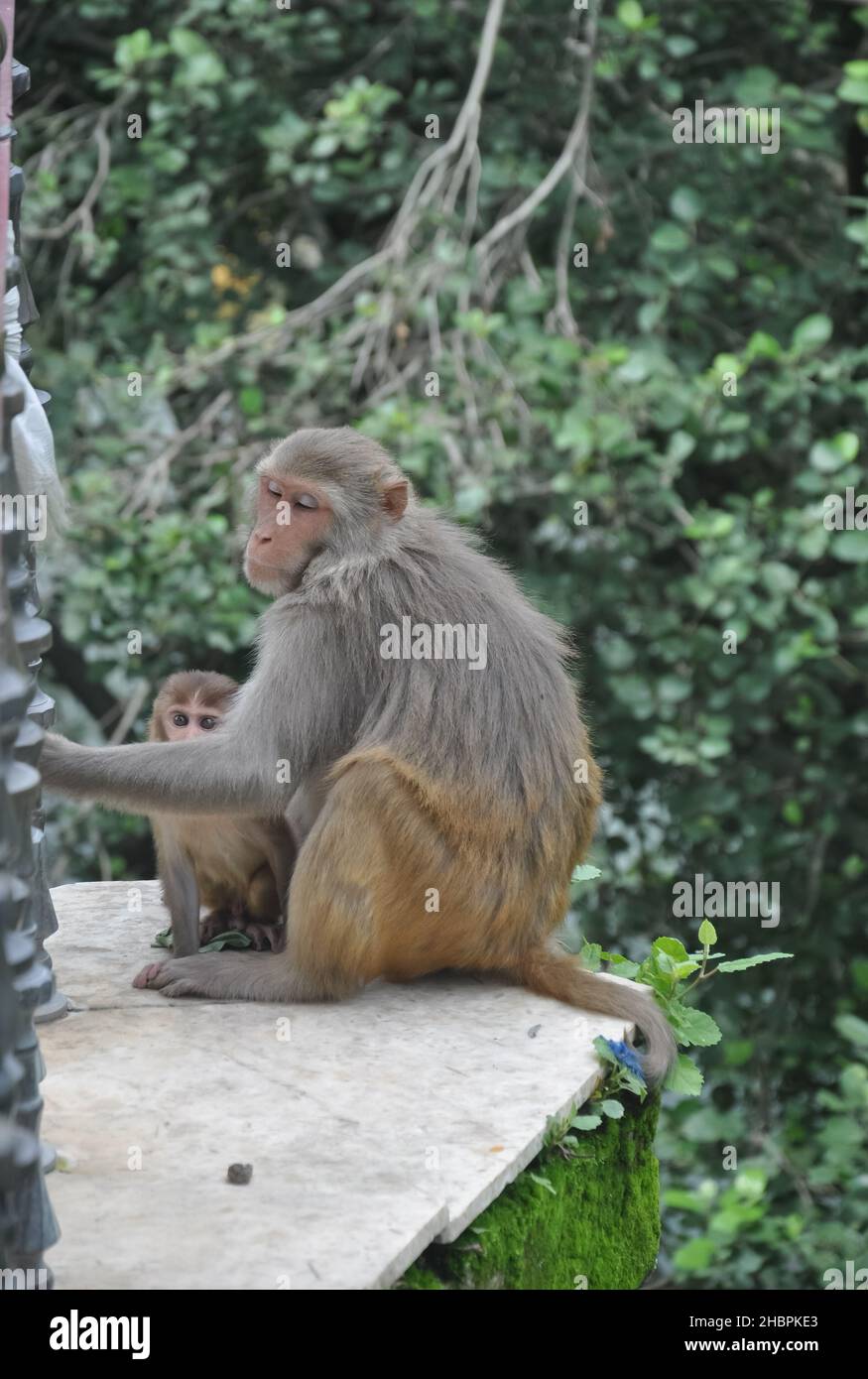 Eine Affenweibchen mit ihrem Baby, das draußen im Park sitzt Stockfoto