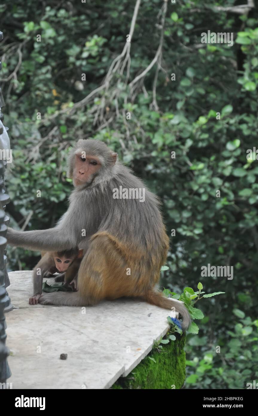Eine Affenweibchen mit ihrem Baby, das draußen im Park sitzt Stockfoto