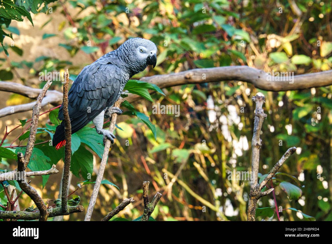 Grauer Papagei mit Augenkontakt zum Betrachter. Sehr freche und sehr intime Vögel Stockfoto