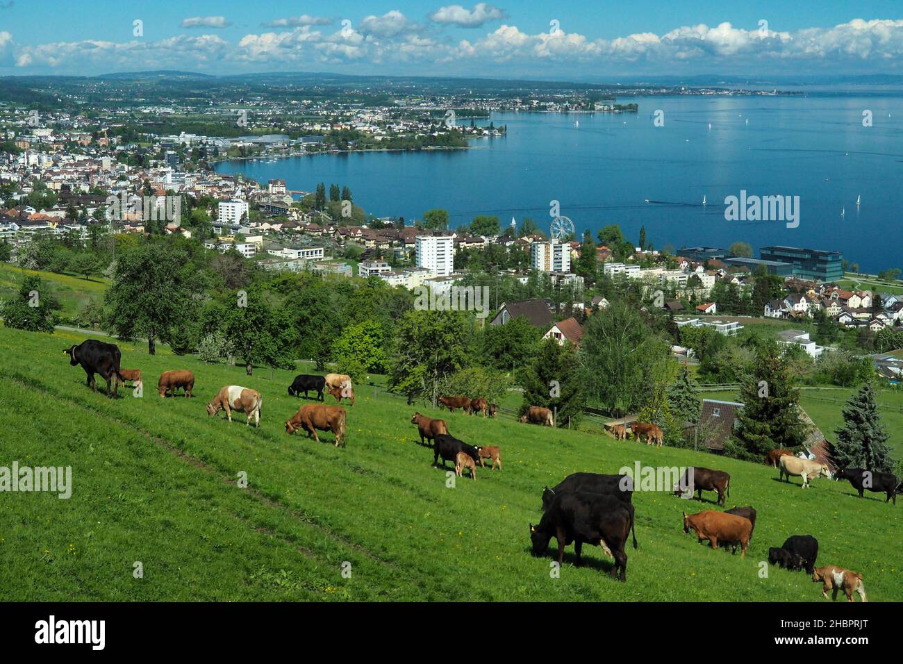 Kuhherde über dem Bodensee Stockfoto