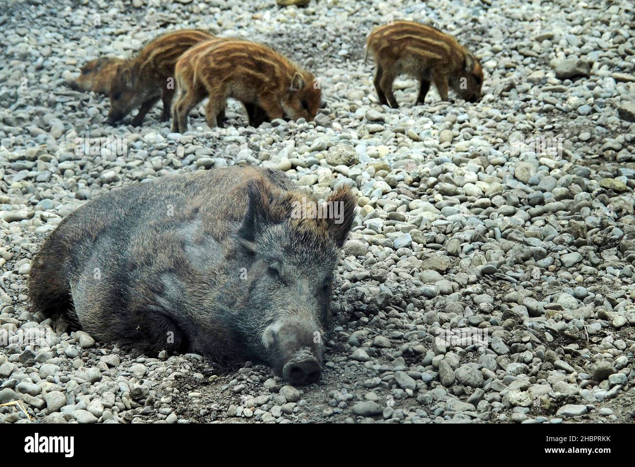 DIGITALKAMERA OLYMPUS Wildschweine Stockfoto