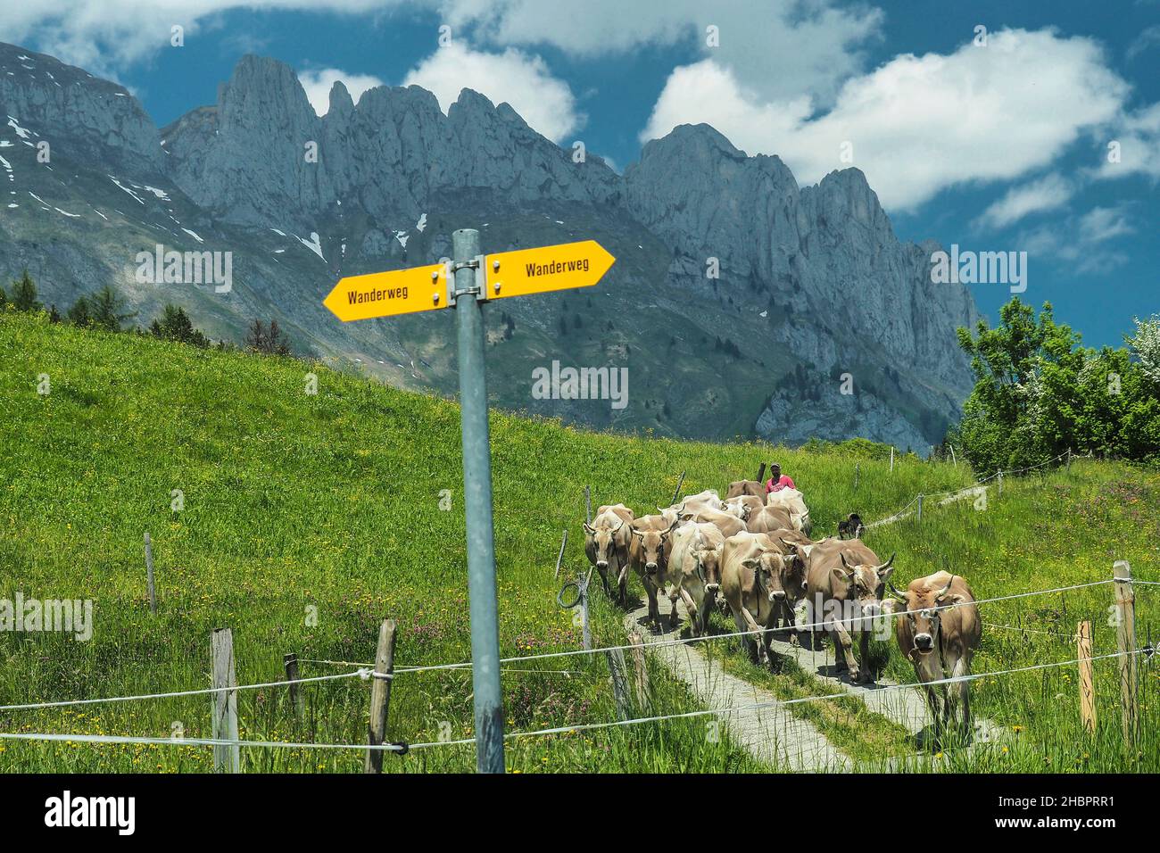 Kühe auf Gamserberg mit Kreuzbergen Stockfoto