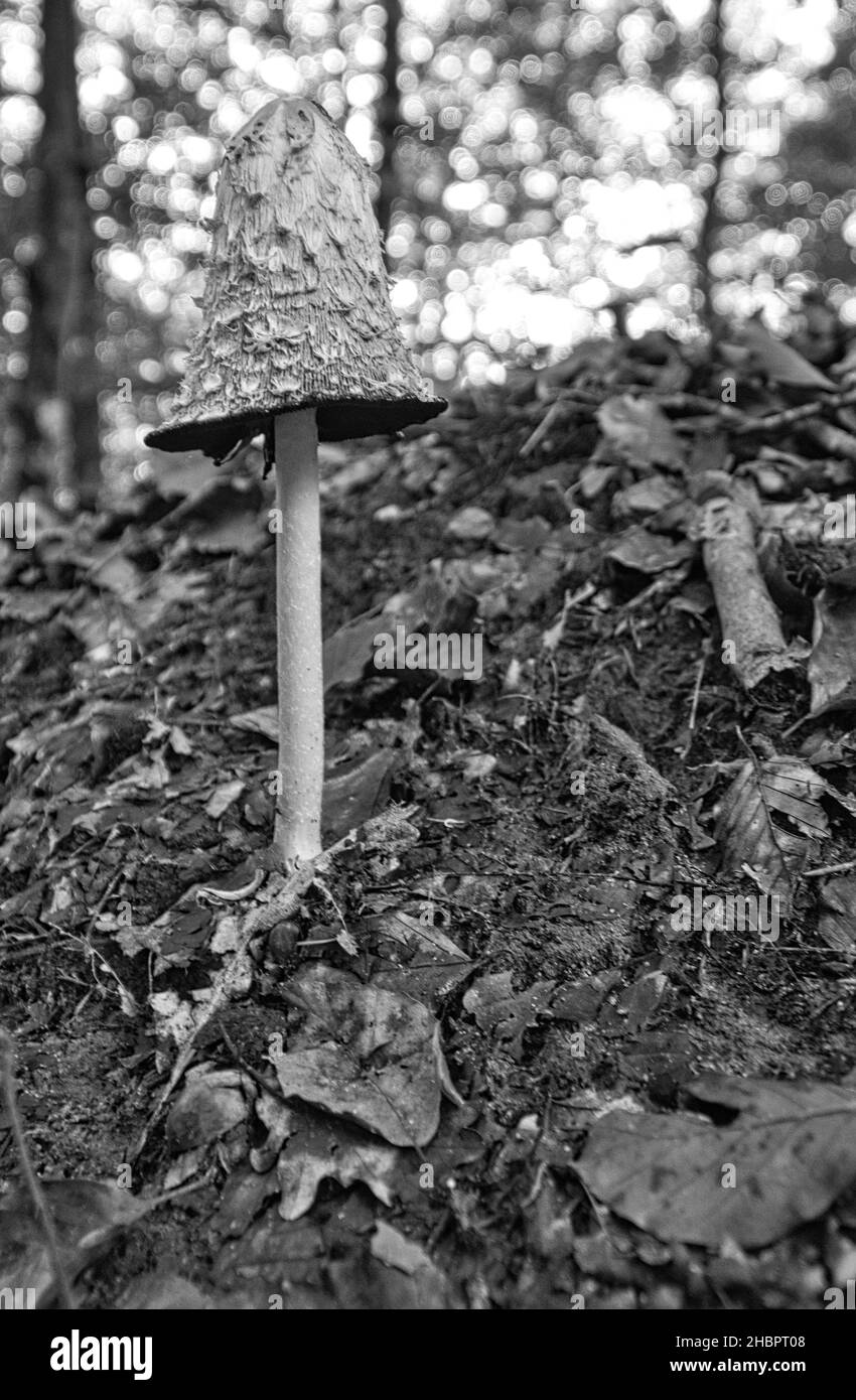 Pilz im Laubwald entdeckt beim Schauen. Schöne Lichtstimmung und befreit. Stockfoto