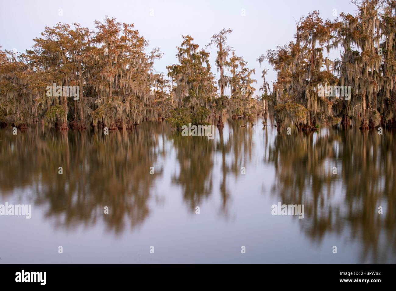 USA, South, Louisiana, Lake Martin *** Ortsüberschrift *** USA, South, Louisiana, Lake Martin, Sumpf, Glatze Zypresse, Natur, Wald, Wasser, amerikaner, So Stockfoto