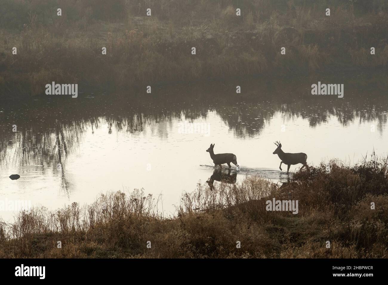 USA, Oregon, Malheur County, Malheur River, Mule Deer *** Local Caption *** USA, Oregon, Malheur County, Malheur River, Mule Deer, Kreuzung, Natur, Stockfoto