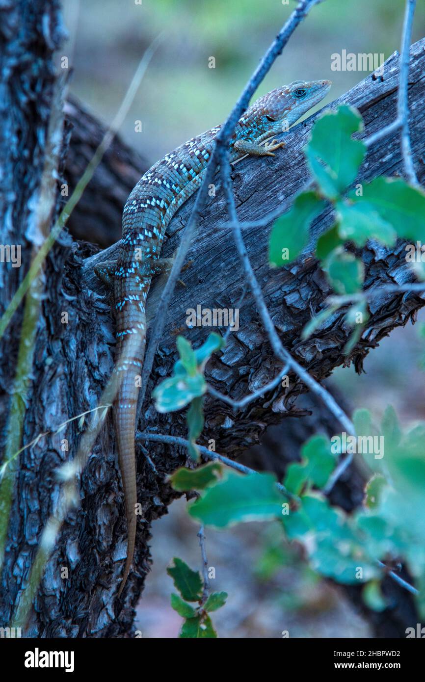 USA, West Texas, Big Bend National Park, Texas Alligatoreidechse, Gerrhonotus infernalis *** Local Caption *** USA, West Texas, Big Bend National Par Stockfoto