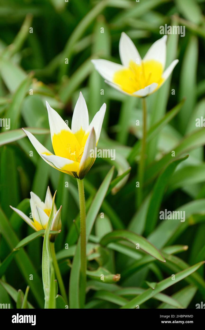 Tulipa tarda, wilde Tulpen, Felsengartentulpen, tulipa dasystemon, botanische Tulpe. Stockfoto