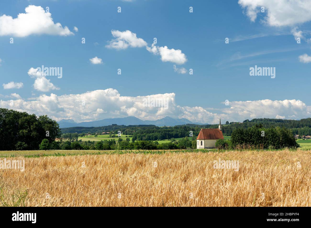 sommerliche Landschaft am Tachinger See mit der Kirche St. Coloman Stockfoto