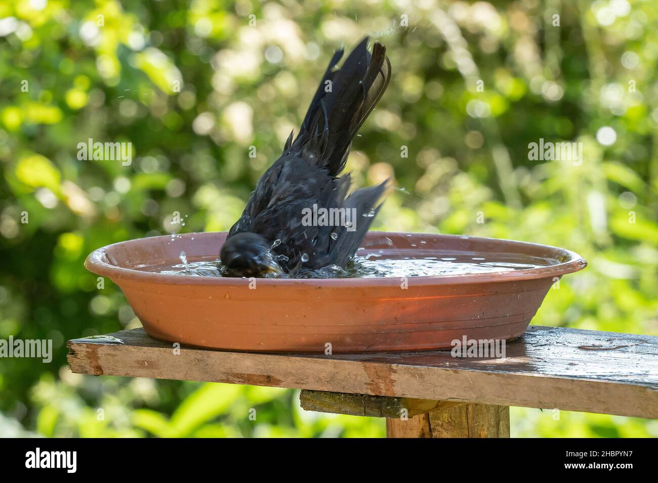 Vogelbad und Vogeltränke Stockfoto