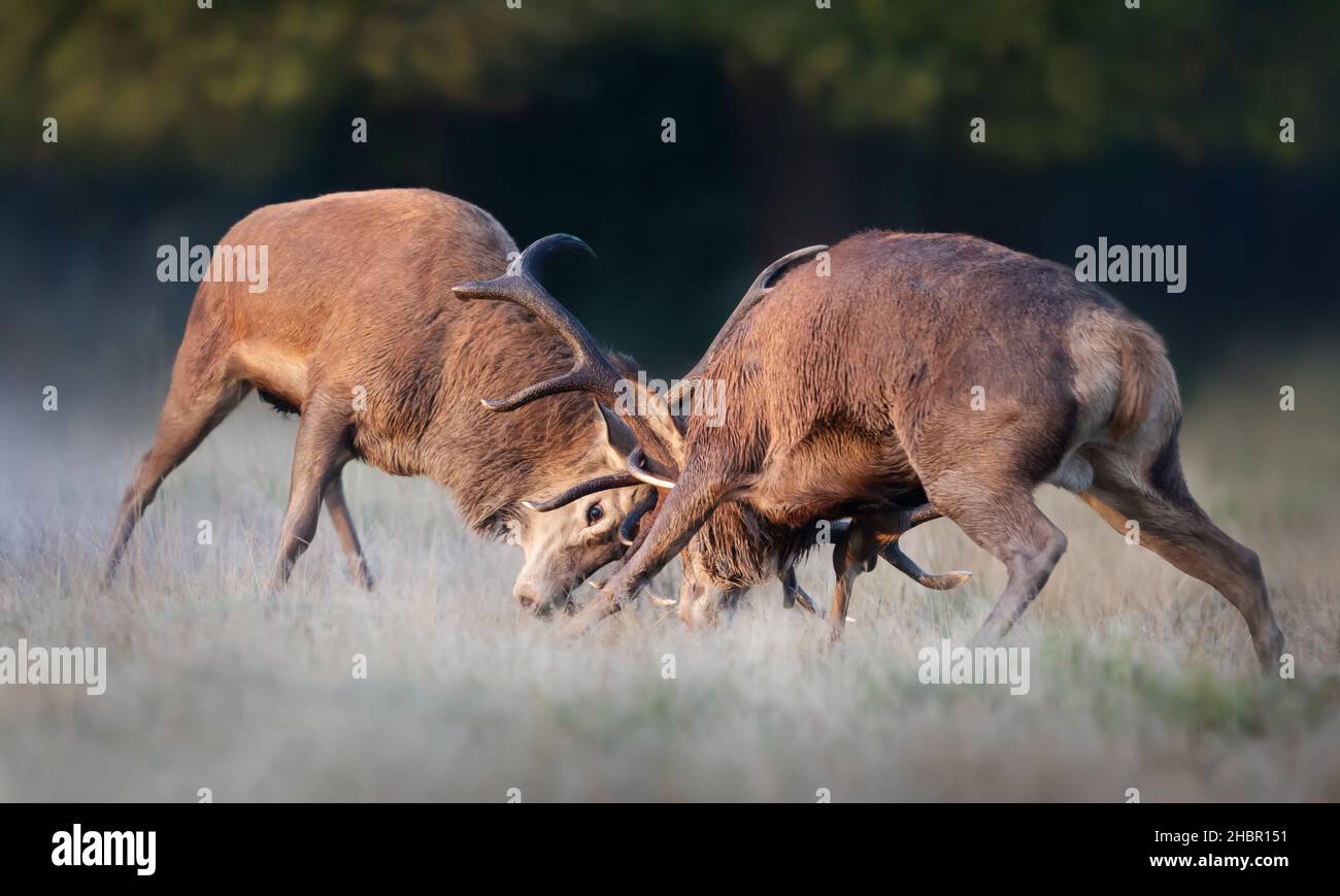 Nahaufnahme von Hirschen, die während der Brunftzeit im Herbst in Großbritannien kämpfen. Stockfoto