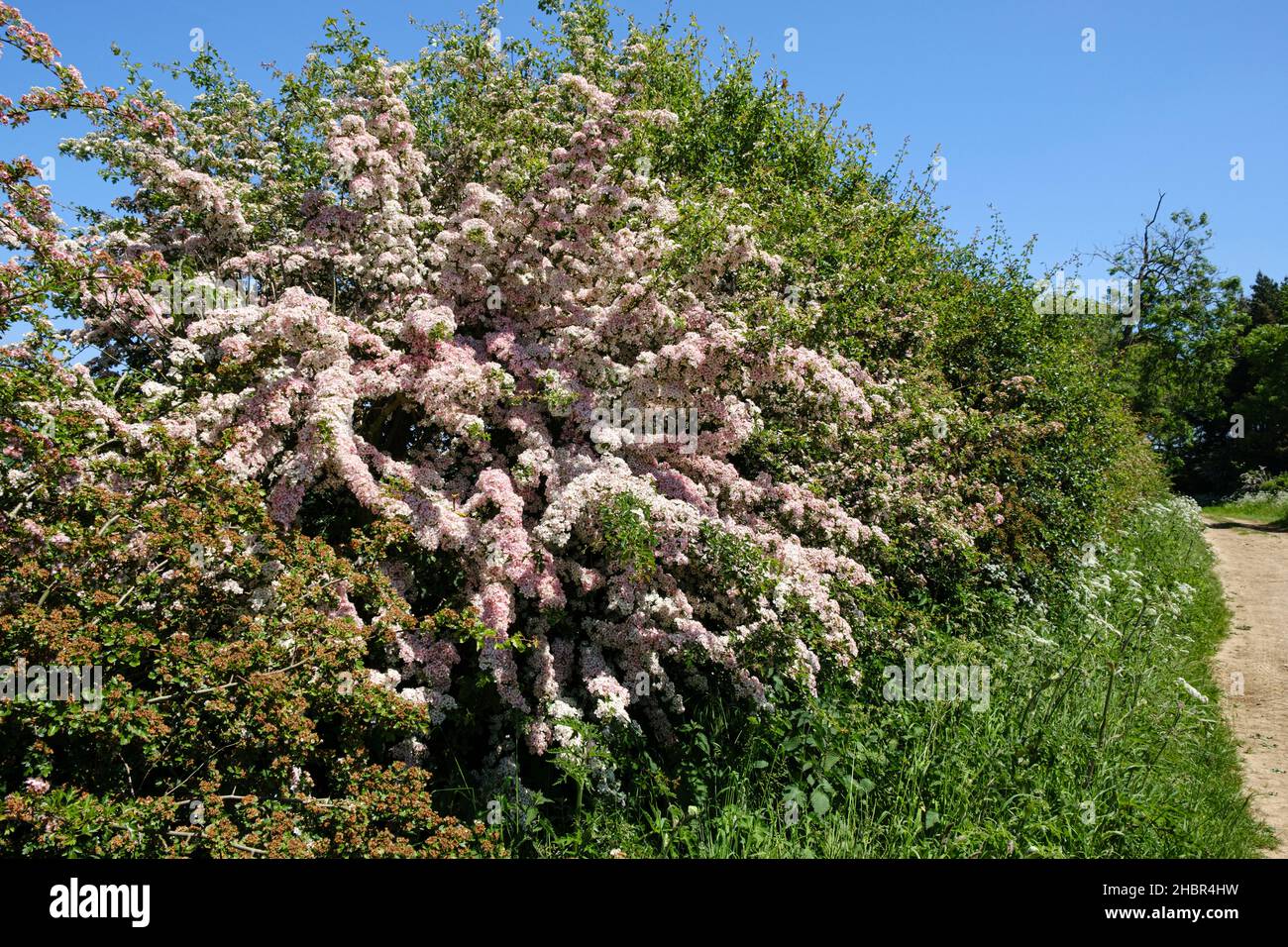 Rosafarbener Weißdorn in Blüte neben einem Farmpfad in der Nähe von Somersby in den Lincolnshire Wolds, England Stockfoto