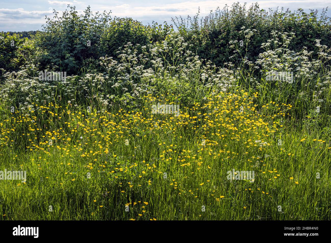 Butterblumen und Kuhpsilie, häufig in einer englischen Hecke im Frühsommer, in der Nähe von Hagworthingham in den Lincolnshire Wolds, England Stockfoto