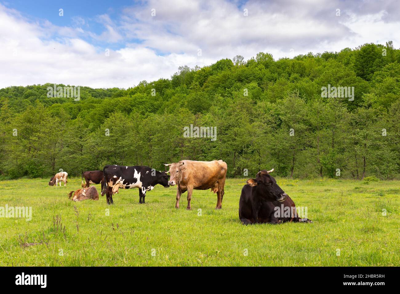 Viehweide auf der Weide. Landschaft im Frühjahr. Naturlandschaft mit Kühen auf einer Wiese am Wald. Konzept der Nachhaltigkeit i Stockfoto