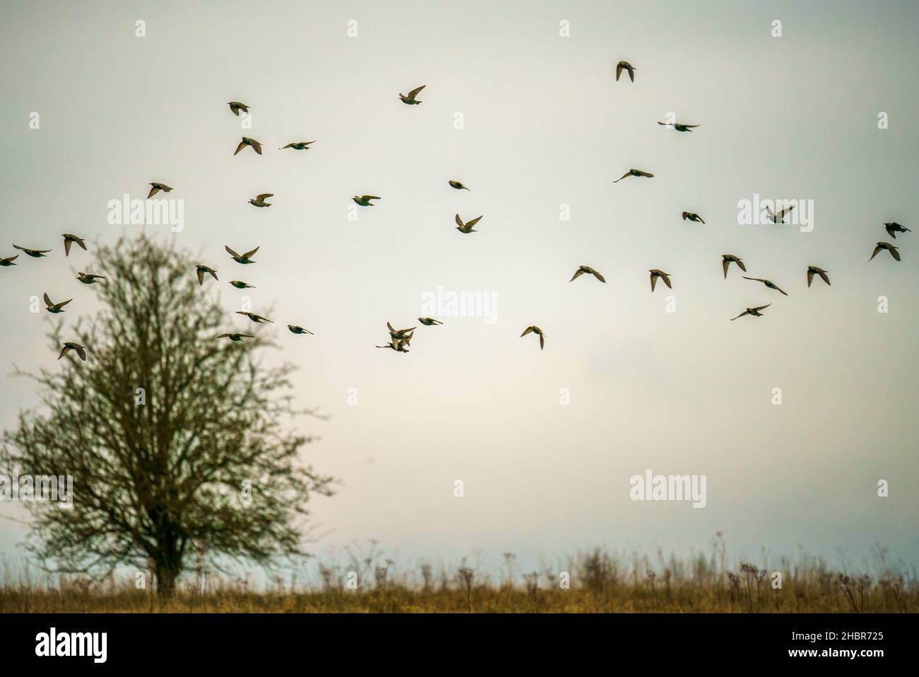 Eine große Gruppe von Staren (Sturnus vulgaris), die tief über Grasland auf der Salisbury Plain Wiltshire UK fliegen Stockfoto