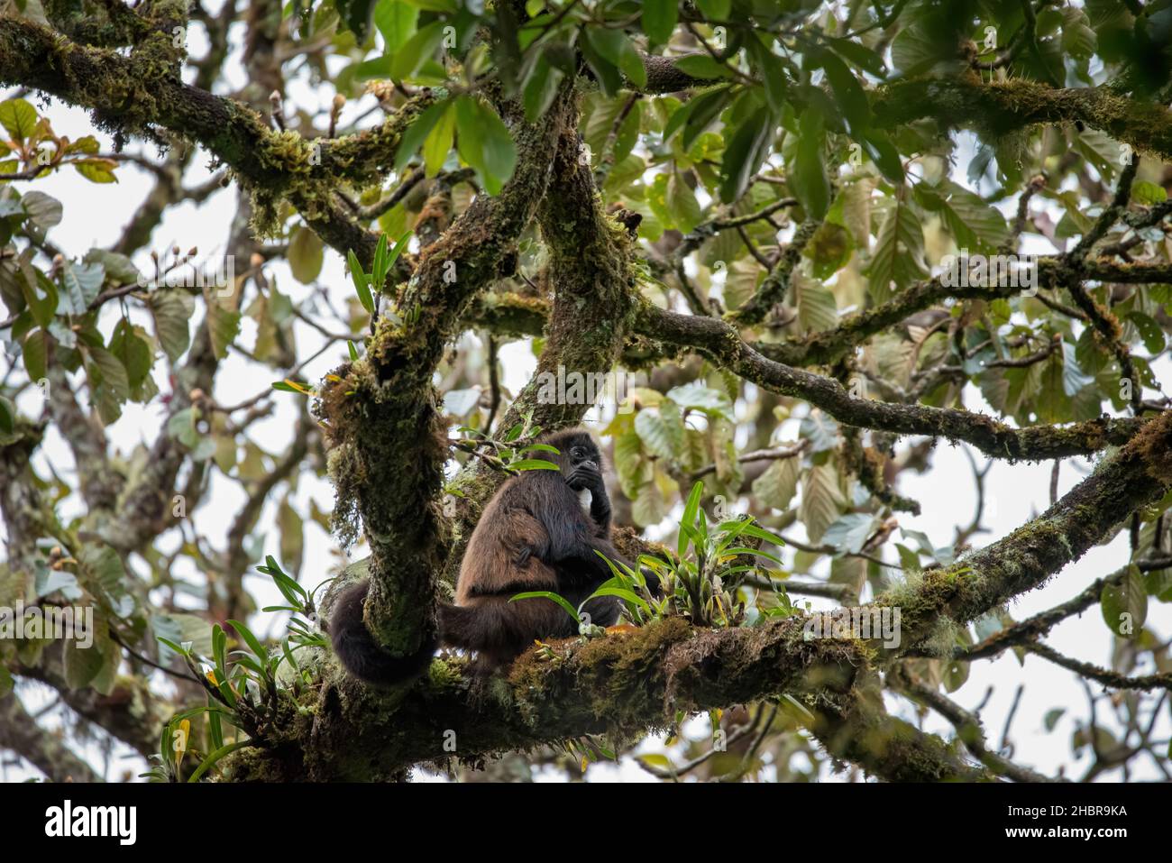 Weibliche Spinnenaffen im Nebelwald von Panama Stockfoto