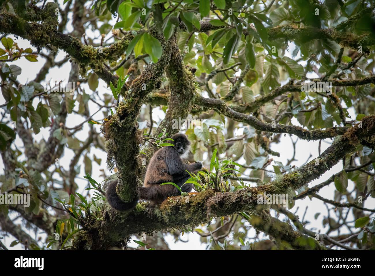Weibliche Spinnenaffen im Nebelwald von Panama Stockfoto
