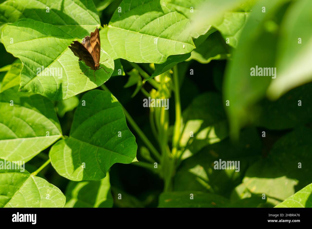 Unter den grünen Blättern der geflügelten Bohnenpflanze, Thema Natur, steht ein brauner Schmetterling Stockfoto