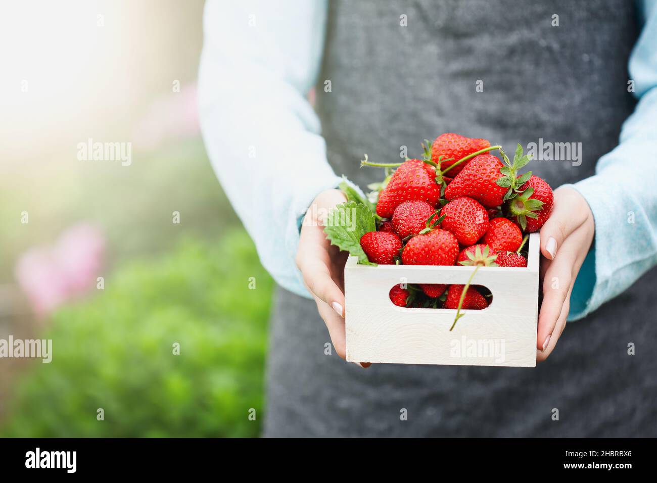 Die junge Bio-Bäuerin trägt eine graue Schürze und hält eine Schachtel voller frischer Bio-Erdbeeren in den Händen. Unscharfer Hintergrund. Stockfoto